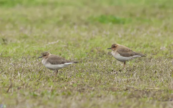 東方紅胸鴴 Oriental Plover