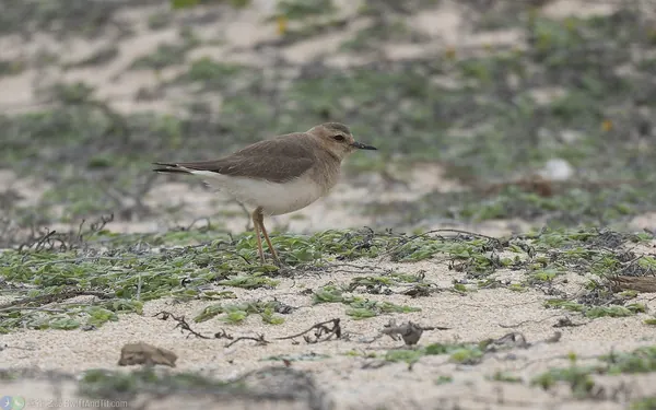 東方紅胸鴴 Oriental Plover
