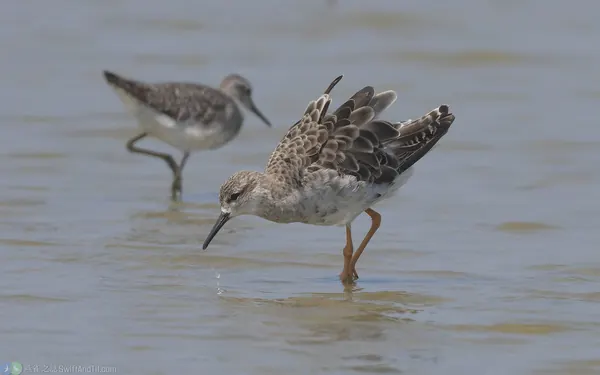 流蘇鷸 Ruff