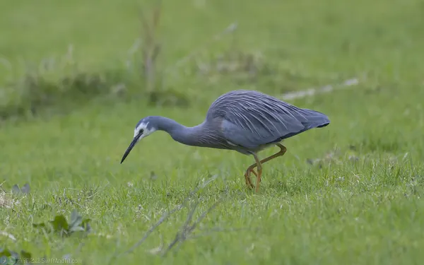 白臉鷺 White-faced Egret