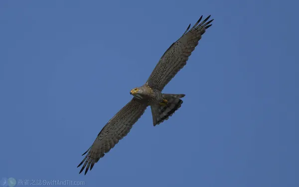 灰面鵟鷹 Gray-faced Buzzard