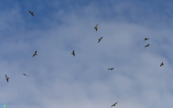 灰面鵟鷹 Gray-faced Buzzard