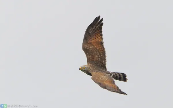 灰面鵟鷹 Gray-faced Buzzard