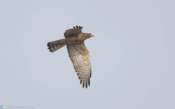 灰面鵟鷹 Gray-faced Buzzard