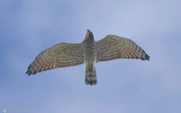 灰面鵟鷹 Gray-faced Buzzard