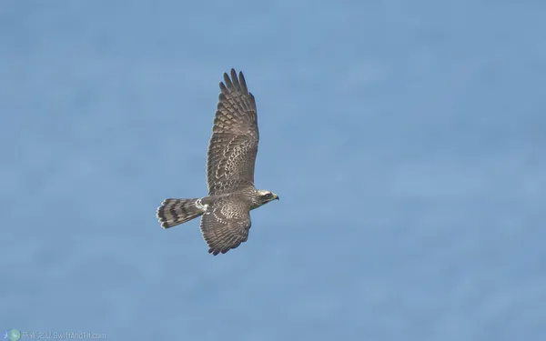灰面鵟鷹 Gray-faced Buzzard