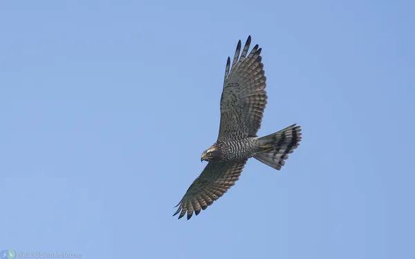 灰面鵟鷹 Gray-faced Buzzard