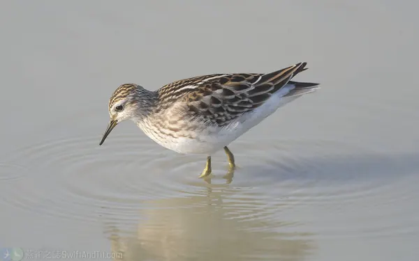 黑尾鷸 Black-tailed Godwit