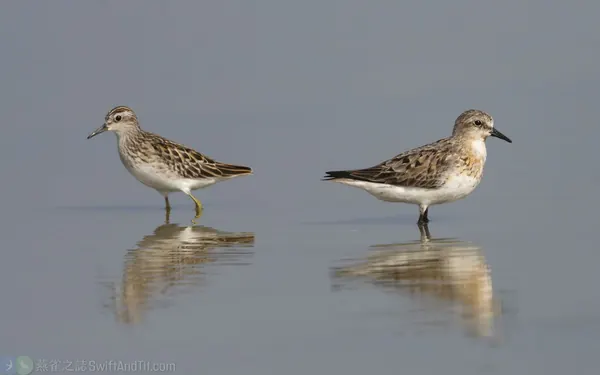 長趾濱鷸 Long-toed Stint