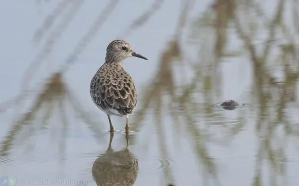 長趾濱鷸 Long-toed Stint