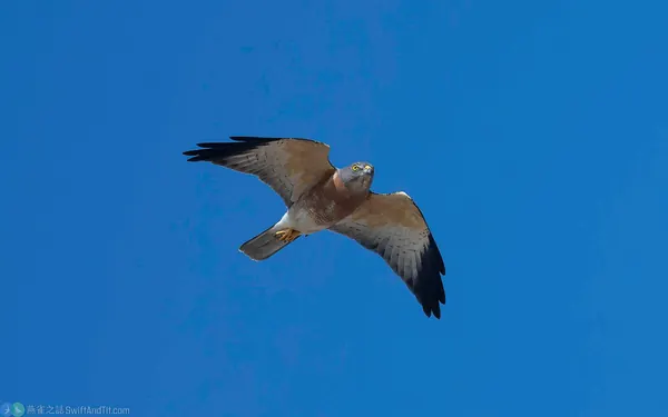 赤腹鷹 Chinese Sparrowhawk 雌成鳥
