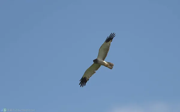 東方澤鵟 Eastern Marsh Harrier 黑頭型雄鳥