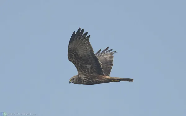 東方澤鵟 Eastern Marsh Harrier 幼鳥