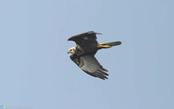 東方澤鵟 Eastern Marsh Harrier 幼鳥