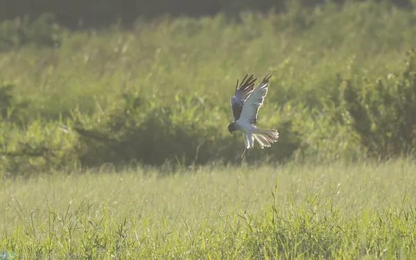 東方澤鵟 Eastern Marsh Harrier 黑頭型雄鳥
