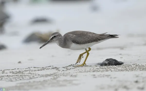黃足鷸 Gray-tailed Tattler