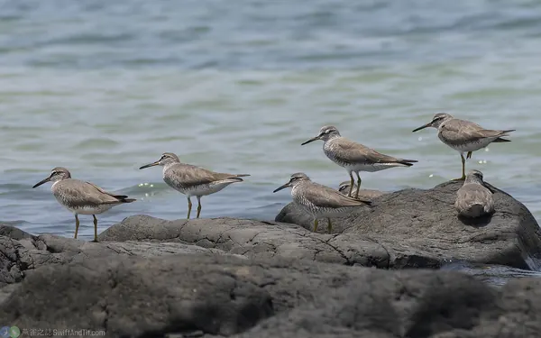 黃足鷸 Gray-tailed Tattler
