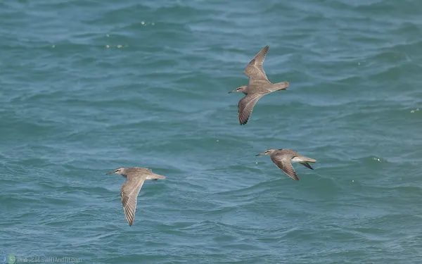 黃足鷸 Gray-tailed Tattler