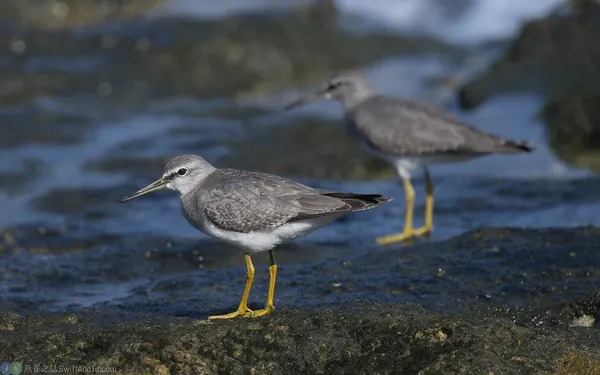 黃足鷸 Gray-tailed Tattler 幼鳥 Juvenile