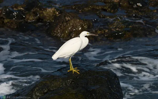 岩鷺 (淡色型) Pacific Reef-heron (Light Morph)