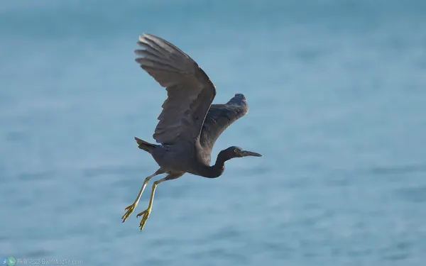 岩鷺 (暗色型) Pacific Reef-heron (Dark Morph)
