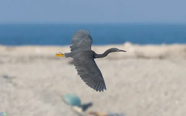 岩鷺 (暗色型) Pacific Reef-heron (Dark Morph)
