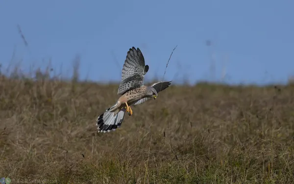 紅隼 Eurasian Kestrel 雄鳥