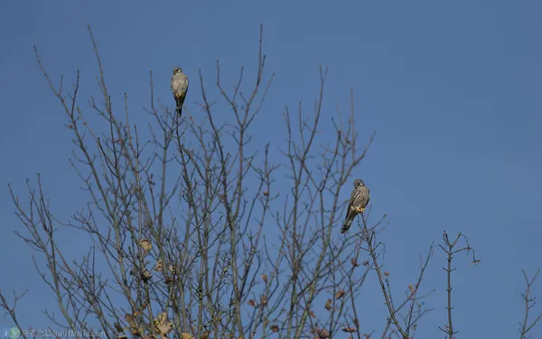 紅隼 Eurasian Kestrel