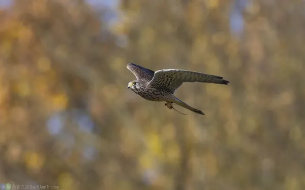 紅隼 Eurasian Kestrel 