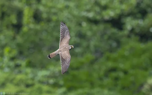 紅隼 Eurasian Kestrel 雌鳥