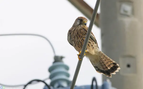 紅隼 Eurasian Kestrel 雌鳥