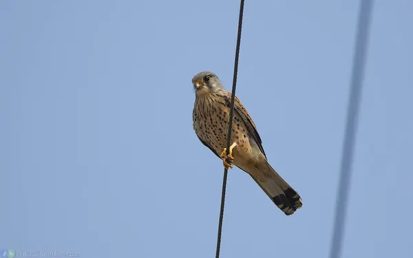 紅隼 Eurasian Kestrel