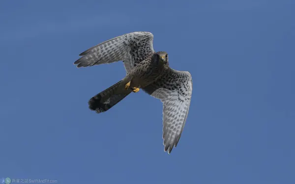 紅隼 Eurasian Kestrel 