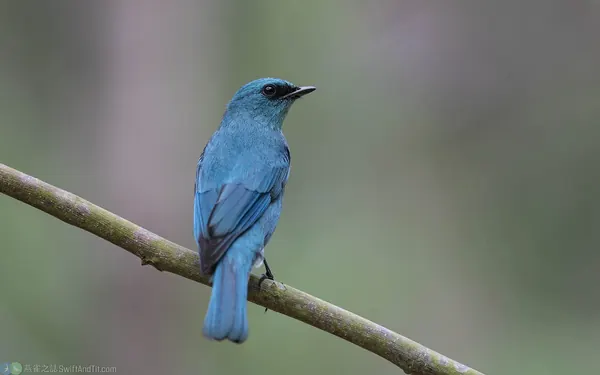 銅藍鶲 verditer flycatcher (male)