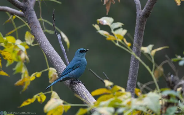 銅藍鶲 verditer flycatcher (male)