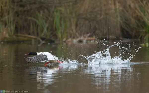 川秋沙 Common Merganser 雄成鳥