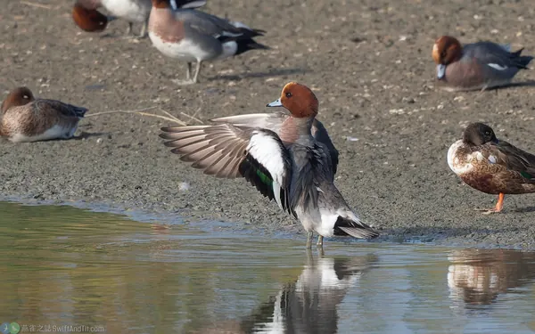 赤頸鴨 Eurasian Wigeon 雄鳥