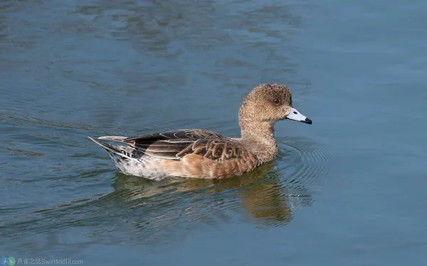 赤頸鴨 Eurasian Wigeon 雌鳥