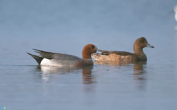 赤頸鴨 Eurasian Wigeon