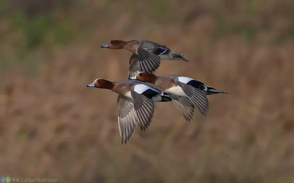 赤頸鴨 Eurasian Wigeon 飛行
