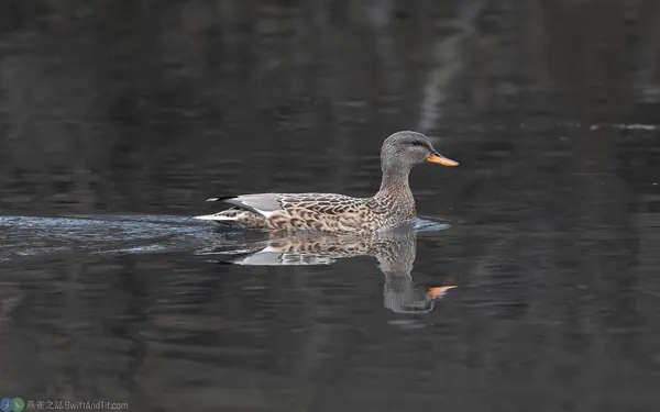 赤膀鴨 gadwall 雌鳥