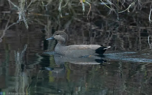 赤膀鴨 gadwall 雄鳥