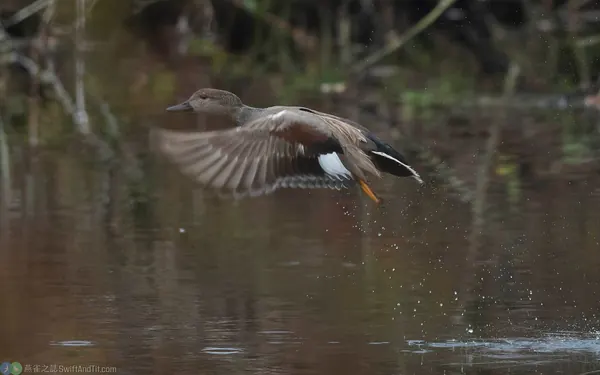 赤膀鴨 gadwall 雄鳥