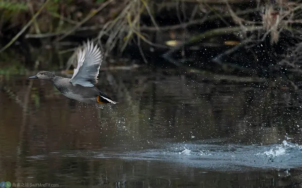 赤膀鴨 gadwall 雄鳥