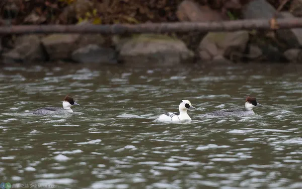 白秋沙 Smew 