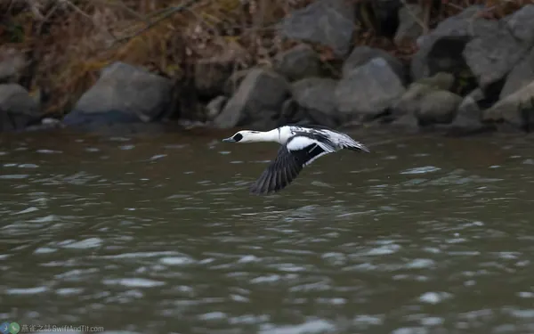 白秋沙 Smew 雄鳥