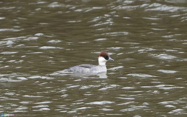 白秋沙 Smew 雌鳥