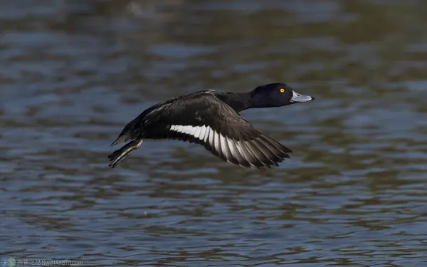 鳳頭潛鴨 Tufted Duck
