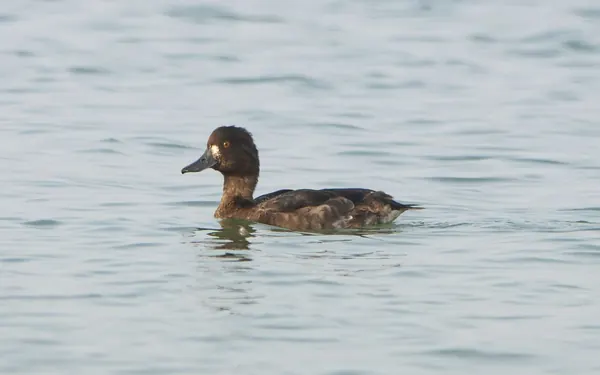 鳳頭潛鴨 Tufted Duck