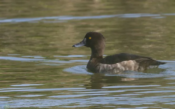 鳳頭潛鴨 Tufted Duck